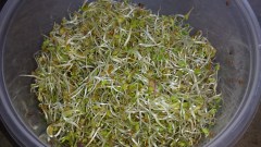 Zesty sprout mix