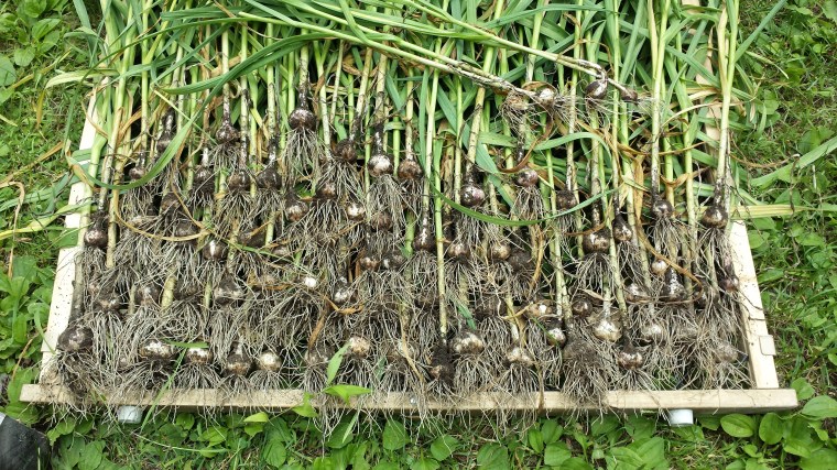 Just harvested today and laid on a screened gate to dry