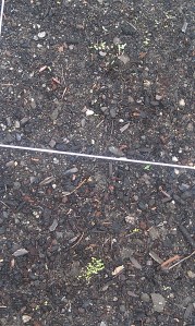 lettuce is sprouting