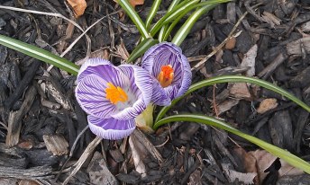 562354_10151496198587910_823619040_n