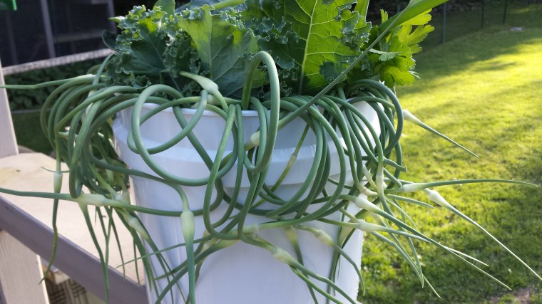 Garlic scapes & kale 
