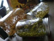 sprout in jars